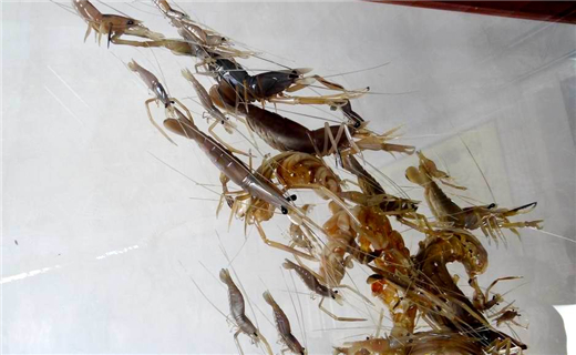 �ǵ� ����������