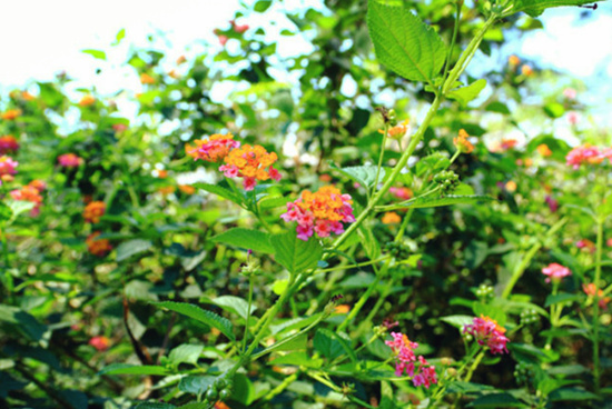 ���ލu �V������������