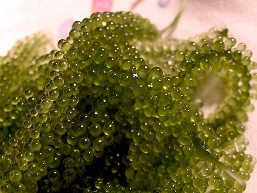 ���ލu���V������������