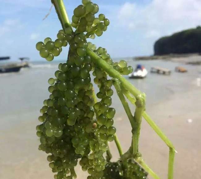 ���ލu���V������������