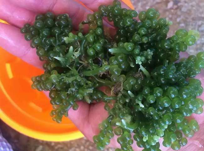 ���ލu���V������������