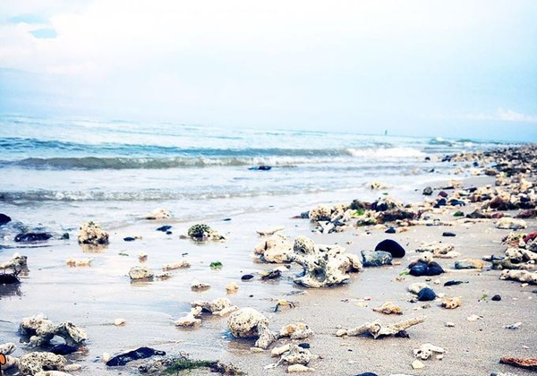 ���ލu���ι��������ލu�������V������������