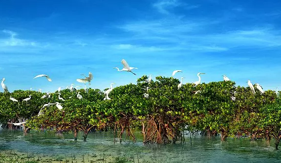 金海灣紅樹林生態(tài)旅游區(qū) 金海灣紅樹林生態(tài)旅游區(qū)